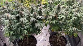 Organic Cherry Train Haze & Super Silver Haze 3x3 Grow #Bloomplus #organic