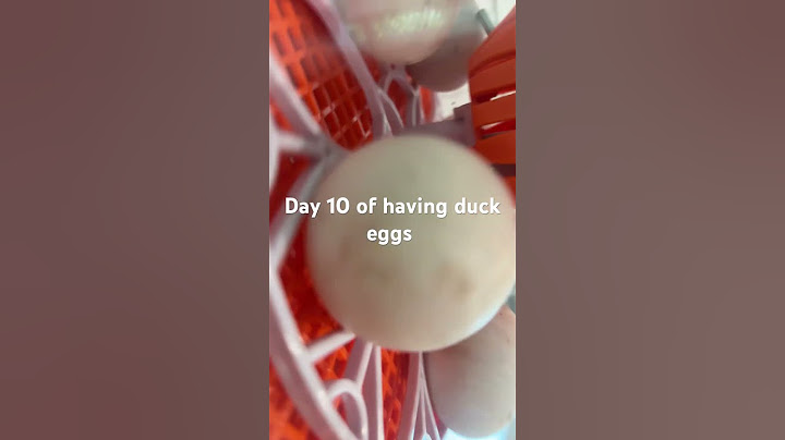 Day 10 of having duck eggs ￼