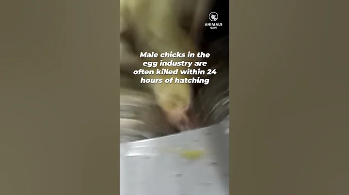 Day-Old Chicks Killed in the Egg Industry - DayDayNews