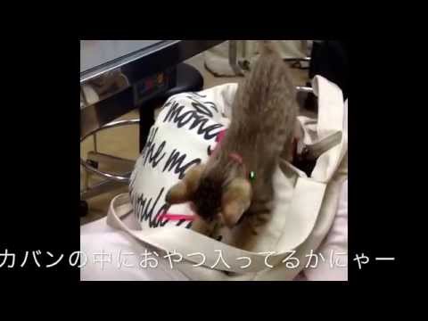 子犬里親募集 横浜 川崎 子犬里親募集 横浜 川崎