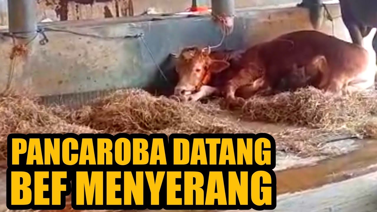 TIPS ATASI BEF / DEMAM 3 HARI