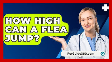 How High Can A Flea Jump? - PetGuide360.com