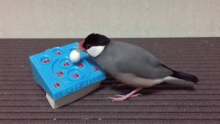 スキーボウルで遊ぶ文鳥