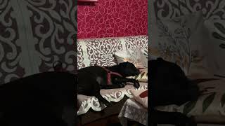 Inne pyar se so rhi hain maira jenna #jenny#Thelabrador#funny#videos