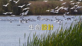 FLIGHT – Cantonese Chinese 飛翔 (粵語)