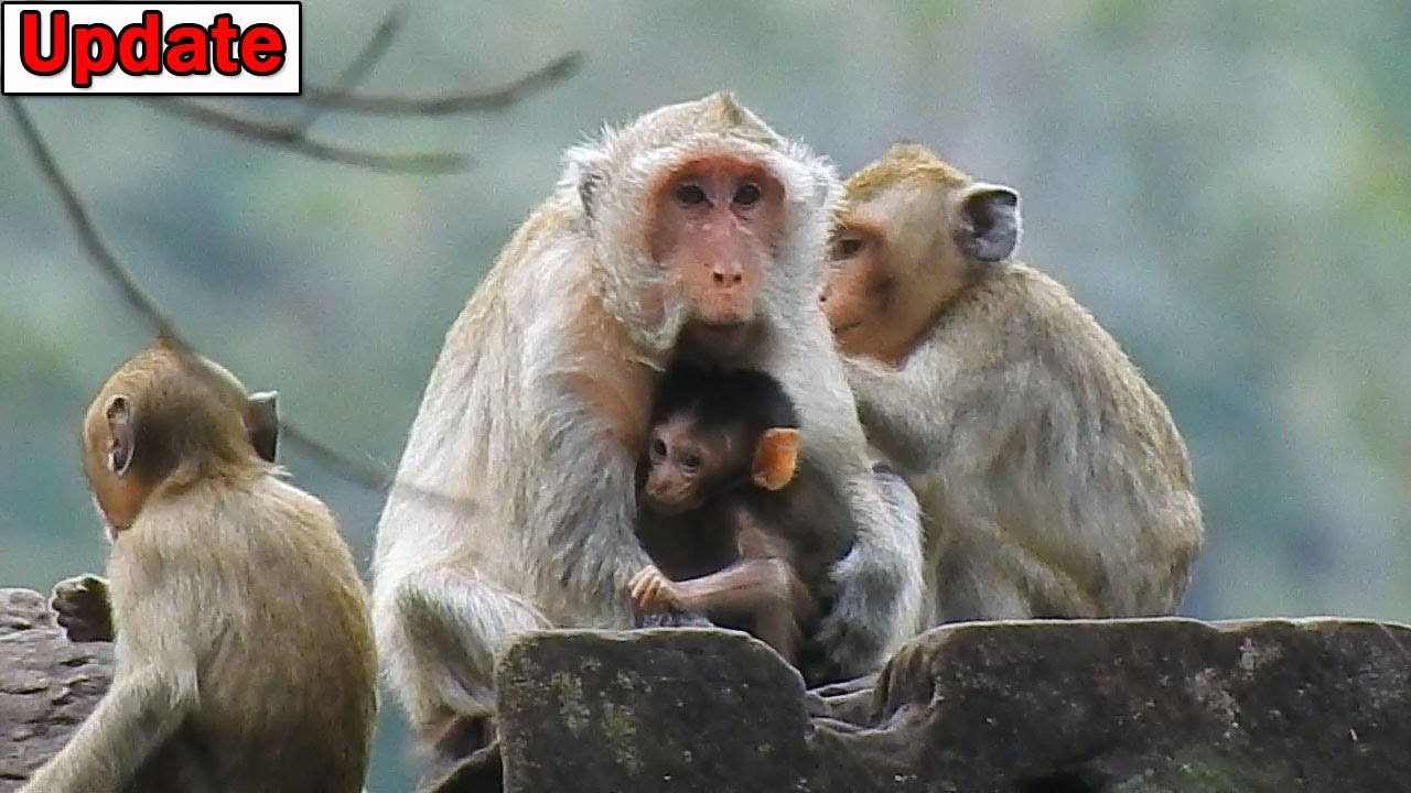 Janna plan kidnap baby Basil! OMG Little Janna try help comfort old mom Butter for get chance kidnap