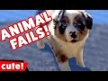 Funniest Animal Fails Compilation October 2016 | Kyoot Kids