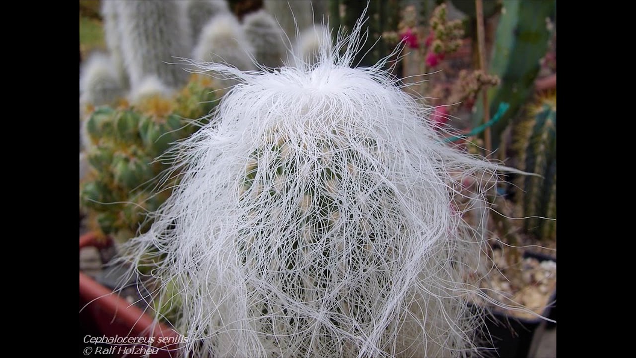 Espécies de Cactos - Cephalocereus senilis (Cabeça de Velho) - thptnganamst.edu.vn