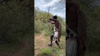 Lion vs Buffalo Hunt Encounter | शिकारियों के सामने शेर का हमला