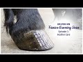 Iron spring farm friesian grooming series ep 1 friesian feather care