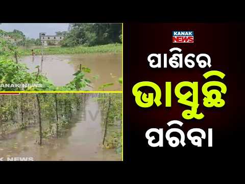 Crop Damage Odisha | Floodwater Ruins Vegetable Farms, Farmers in Distress