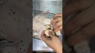 How to cook Roasted chicken #roasted #roastedchicken