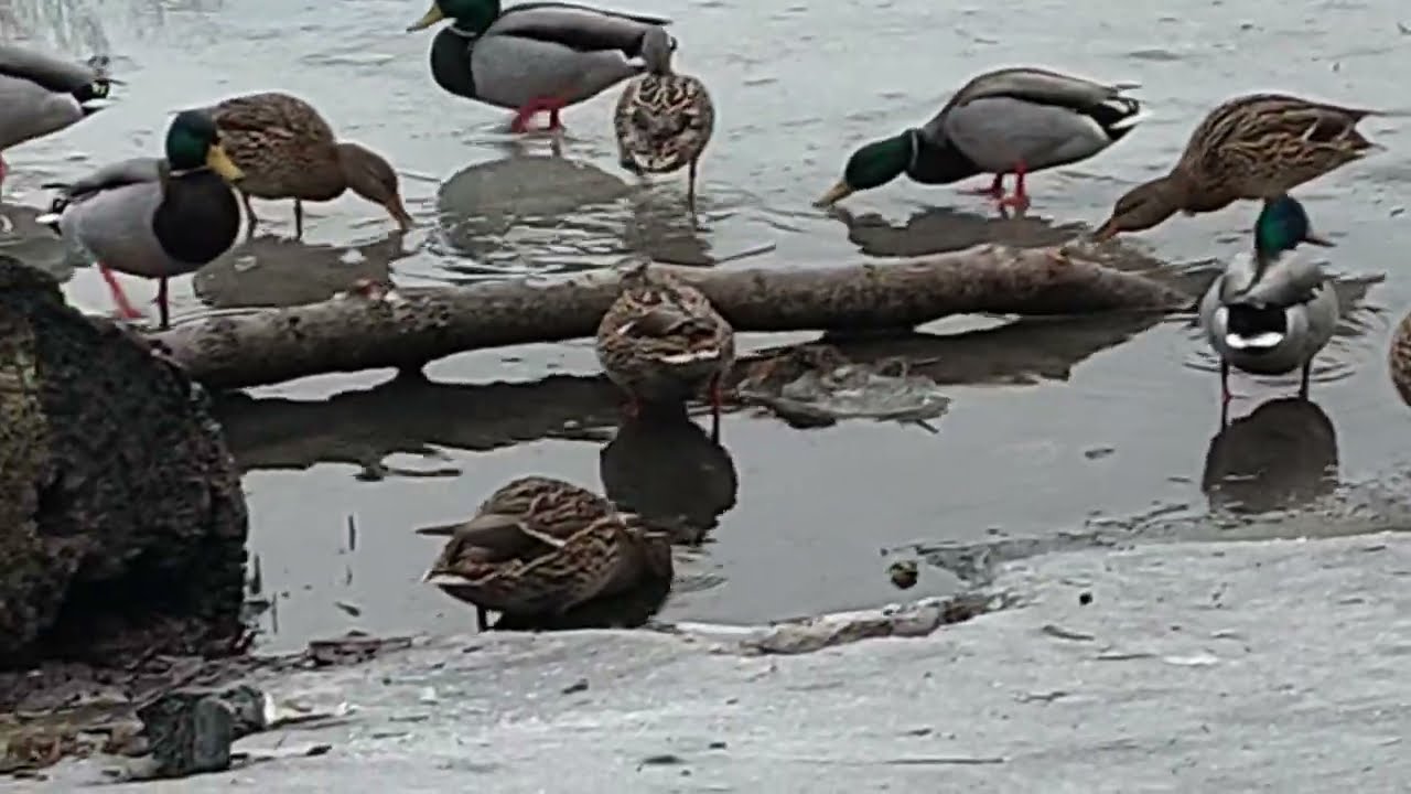 Утки плавают в воде и развлекаются.(3 минуты).