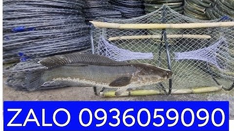 Lờ bẫy cá lóc. Lờ bẫy cá. Lờ bắt cá lóc. Lợp cá lóc. Lờ cá lóc vành nhựa. Lờ cá lóc cải tiến.