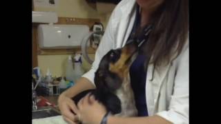 Veterinary Acupuncture - Case Study by Aspen Grove Veterinary Care - Fort Collins 483 views 7 years ago 2 minutes, 7 seconds