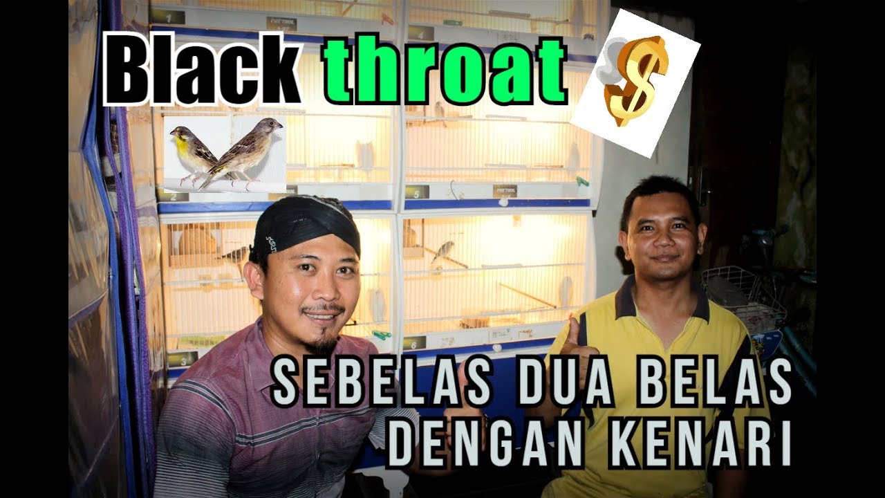 Cara ternak Blackthroat - Mas Surya Magelang