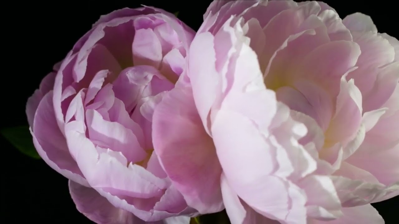 Put talenta kroz životne cikluse Esej