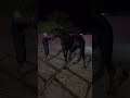 Rancho en Las Vegas!!! Hijo del Centenario de Norco, Nico Warlander con Registro , Frisiones d Norco