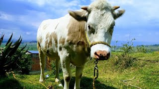 Mercado De Animales De San Bernabé, Los Animales Que Compré Pt 1 | Boe Tonatiuh
