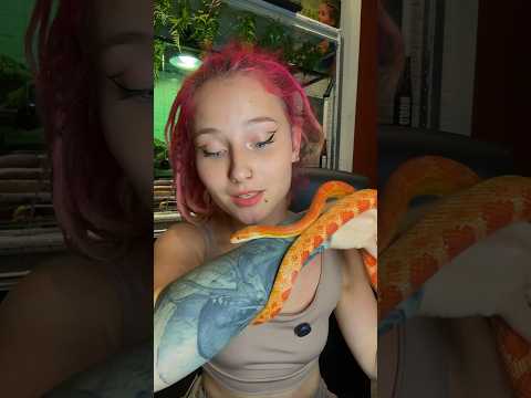 Маисовый полоз. Ч.2 #питомцы #вмиреживотных #животные #рептилии