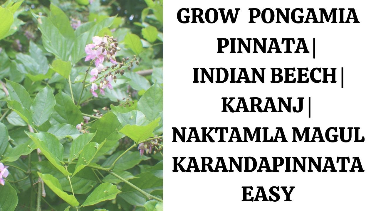 Grow Pongamia | PinnatAa | Indian Beech | Karaj Easy - YouTube