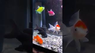#sleepyfish |Do fish sleep|How fish sleep in aquarium