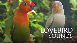 Lovebirds Sounds - Pastel White &amp; Pastel Green - Juvenile Lovebirds