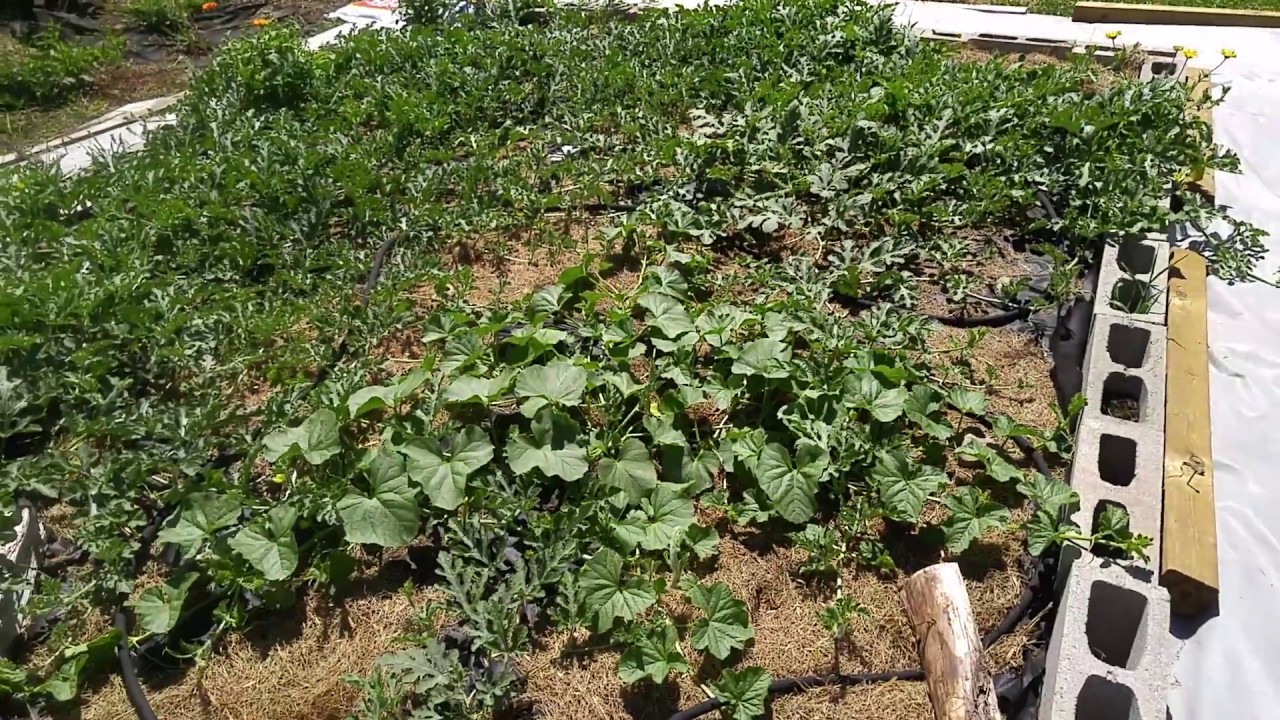 black mirror season 5 Growing Watermelon in Canada part 7