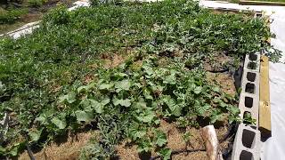 Growing Watermelon in Canada part 7