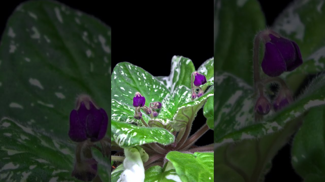 Gentle Blooming Flowers 4K Time Lapse
