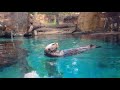 Otter taps treat against the window at the portland zoo