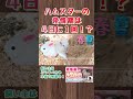 シリアンとジャンガリアンの発情期#hamster #aハムスター#かわいい