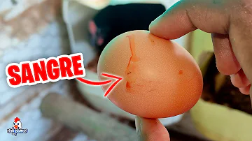 ¿Las gallinas sangran cuando ponen huevos?