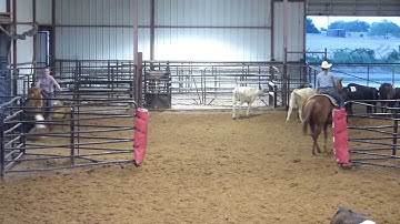 Heza Dun Cat - sorting practice 2 - Valley View Ranch