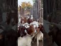 Thabong farms boer goats