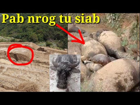 Video: Lub hom phiaj ntawm sharecropping thiab tenant ua liaj ua teb yog dab tsi?