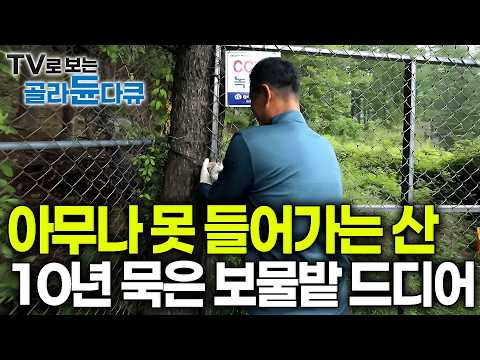 산속에 철문까지 달아둔 이유. 깊은 산 골 10년 묵은 삼 밭을 개봉한 부부｜거창 산골 일기｜여름에 귀한 거 캐먹는 사람들｜한국기행｜#골라듄다큐
