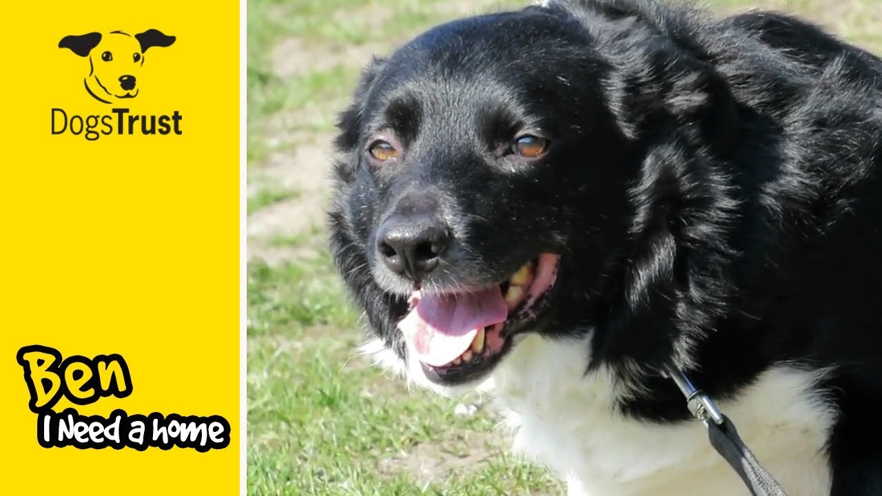 Ben is a Gentle Border Collie! | Dogs Trust Manchester - YouTube
