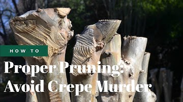 How to Prune & Trim Crepe Myrtle Trees | Fairview Garden Center