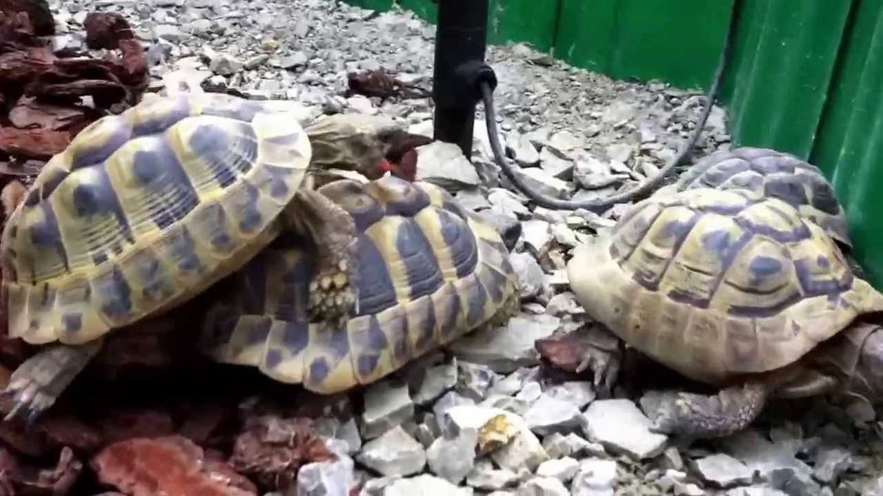 Lustige Schildkröten machen liebe ! - YouTube Lustige Schildkröten machen liebe ! - YouTube