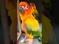 Sun Conure Relaxing Time - Peaceful Bird Sounds 🧡