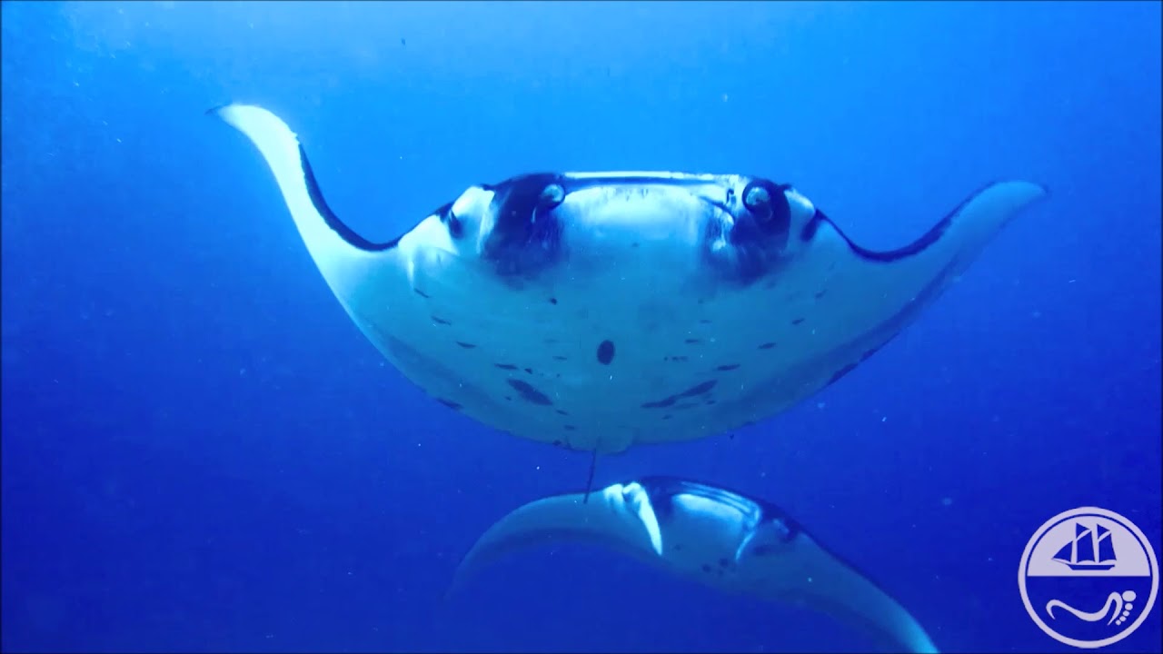 Diving in Komodo  DUYUNG BARU Liveaboard