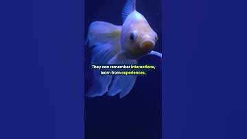 Common Myth: 😲👀✨ Goldfish Only Have a Three-second Memory