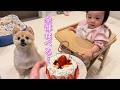 赤ちゃんと一緒のケーキに大興奮のポメラニアンが可愛過ぎました…笑