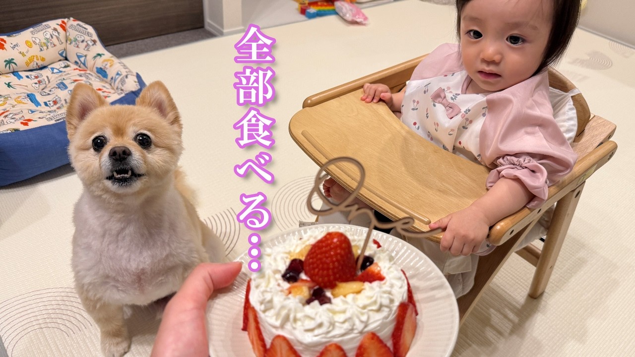 赤ちゃんと一緒のケーキに大興奮のポメラニアンが可愛過ぎました…笑