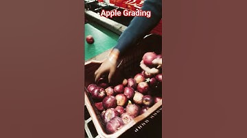 Apple Grading Machine 🍎