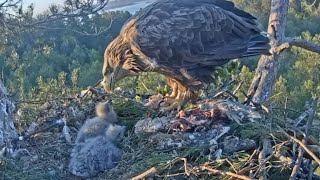 White-tailed eagles | Big brother share breakfast with younger brother | May 16, 2024