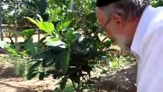 גירול אתרוגים זהירות מערלה