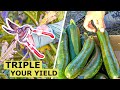 Prune zucchini plants this way and triple your production