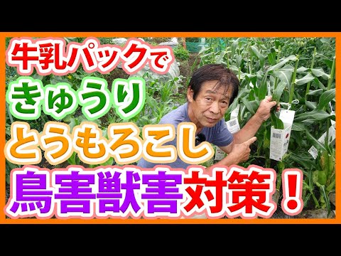 グラウンドホッグから苗を守る！100円で作る簡単クロッシュの作り方